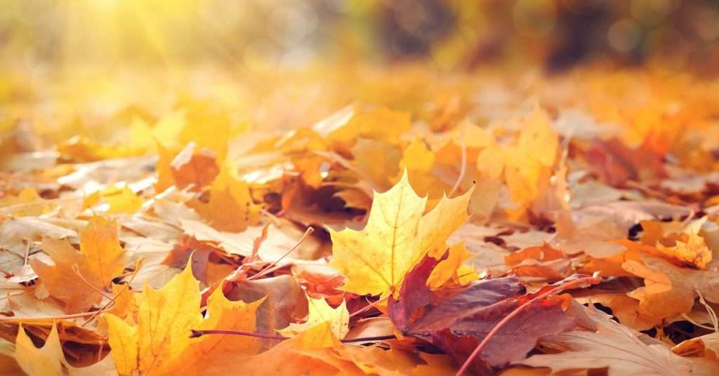 Feuilles d'automne tombées