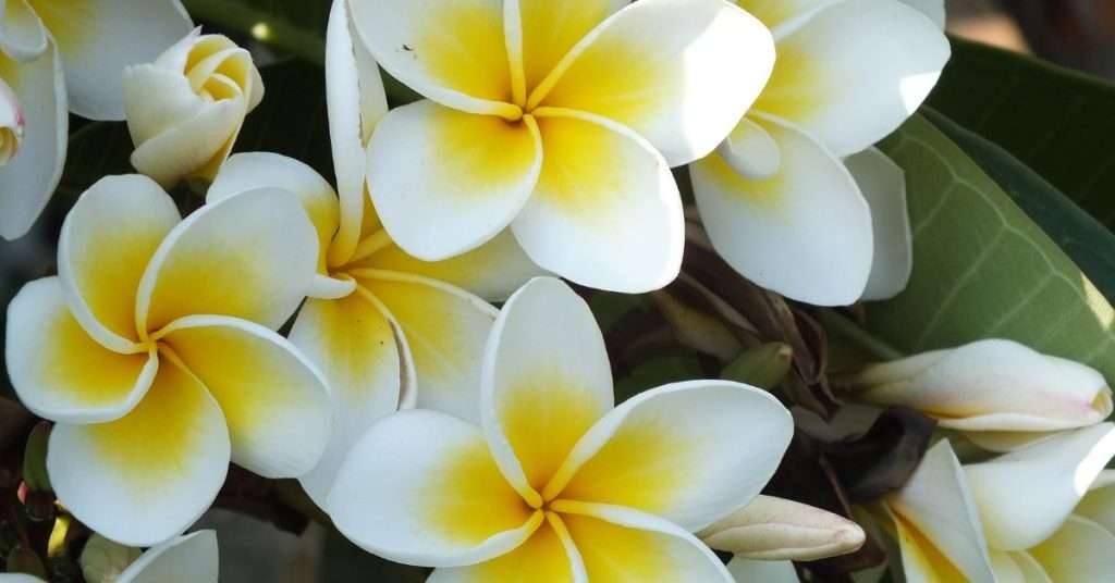 Fleurs de jasmin blanc