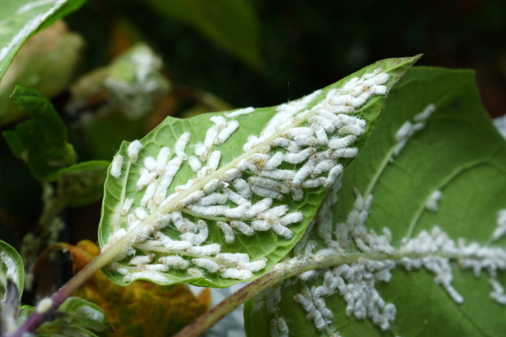 10 parasites des plantes d'intérieur faciles à identifier et à éliminer