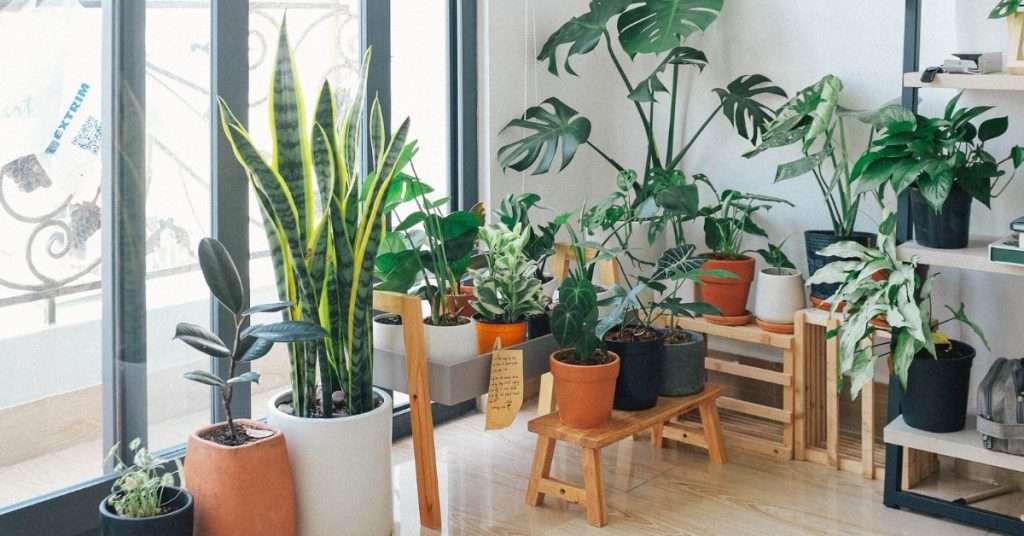 Plantes d'intérieur vertes en pot