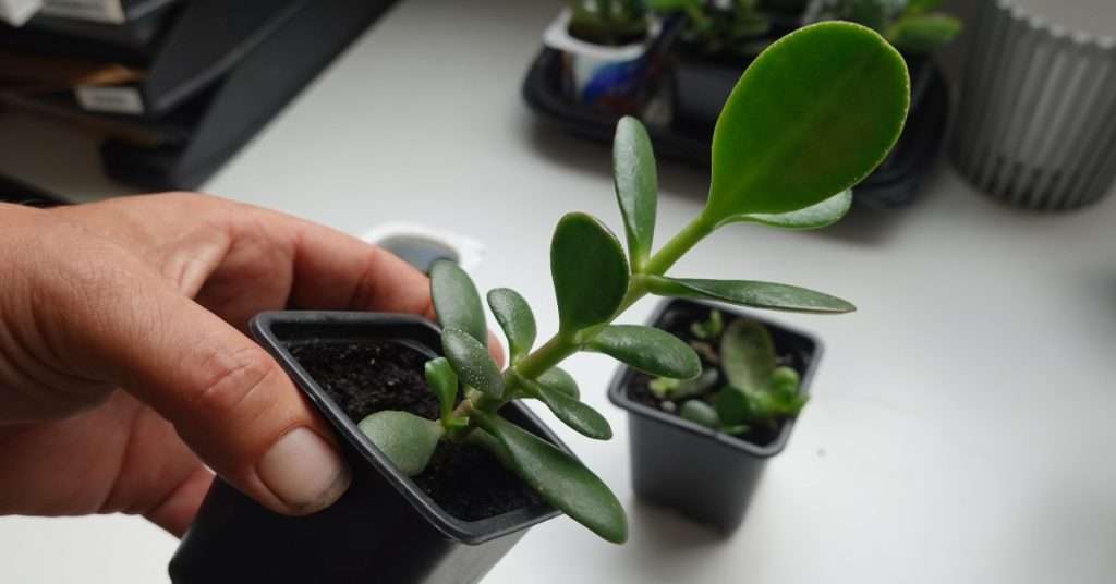 arbre de jade