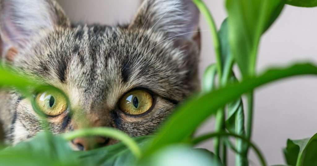 chat derriere une plante