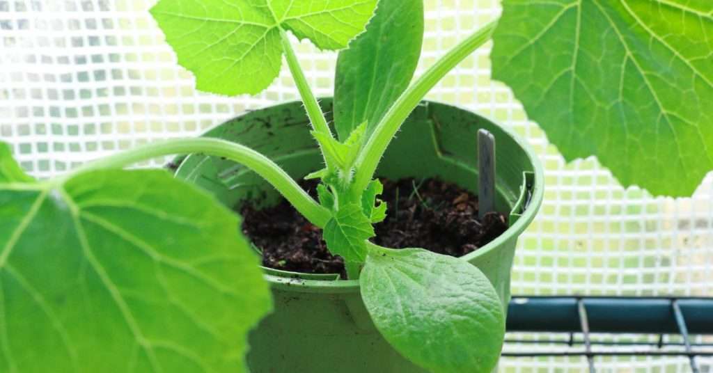 courgettes en pots