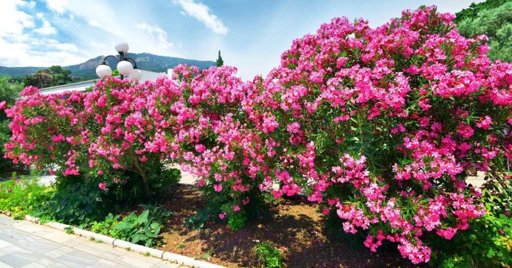 lauriers-roses