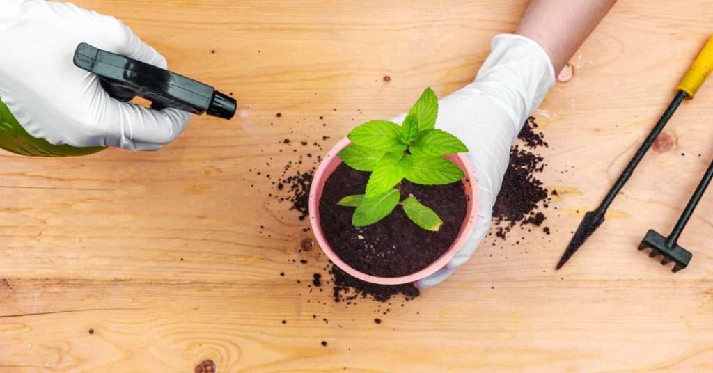 menthe dans un pot