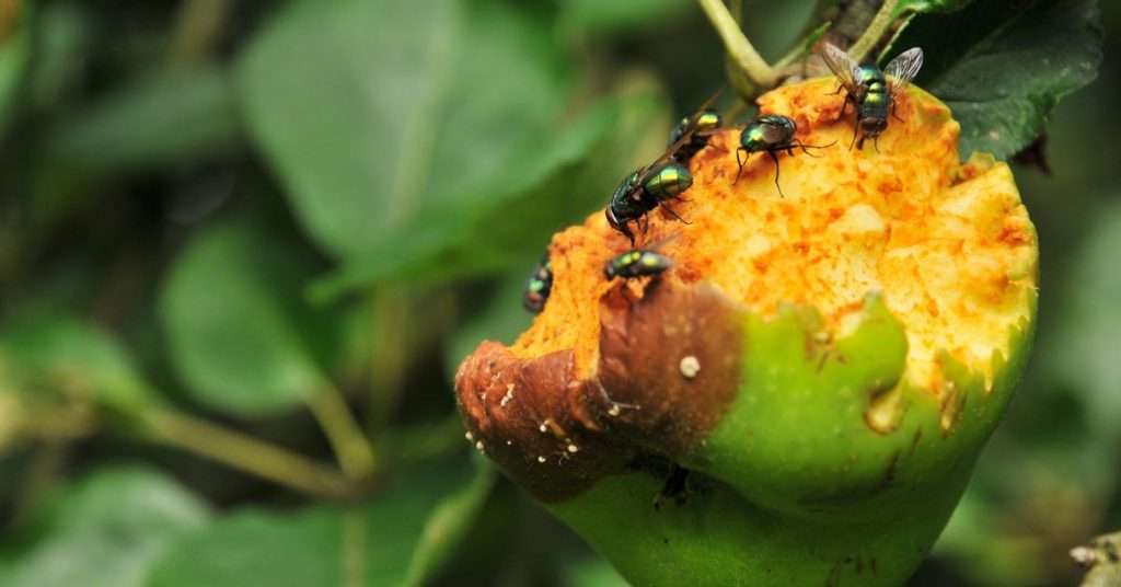 mouches à fruits
