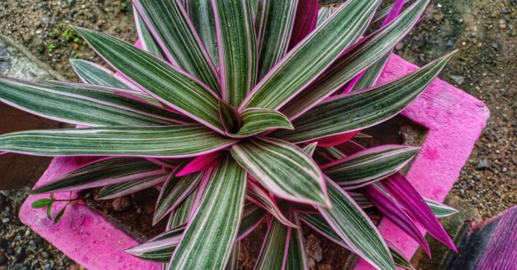 plante huitre