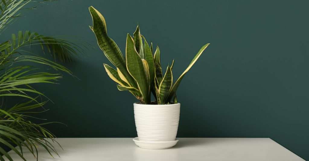 plante serpent