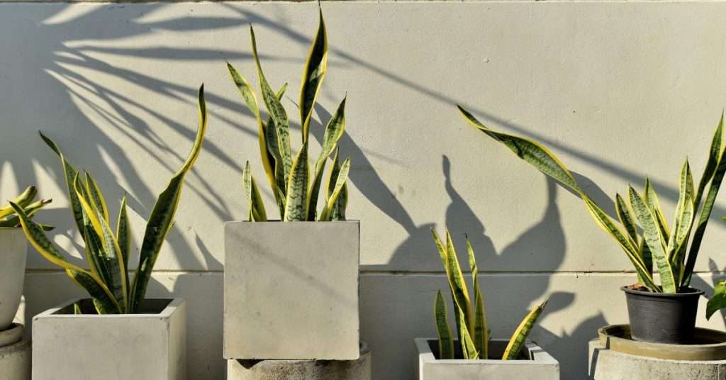 plante serpent avec feulle jaunie
