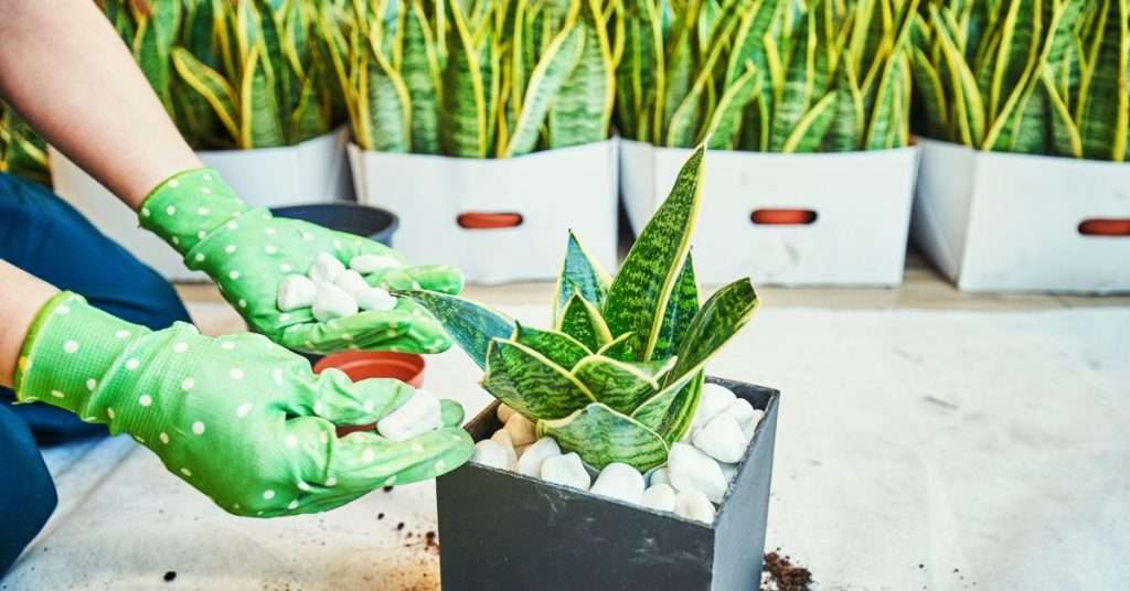 plante serpent dans un pot