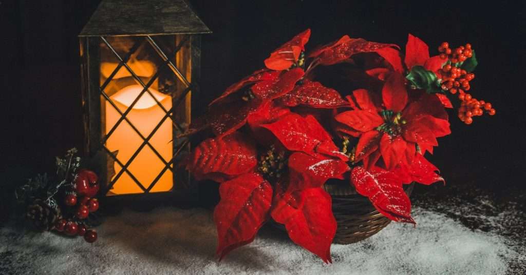 poinsettias