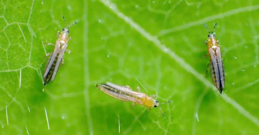 Pièges Englués Jaunes Et Bleus Contre Les Insectes Volants - Lot De 20 - Sans Insecticide, Pour Plantes D'intérieur
