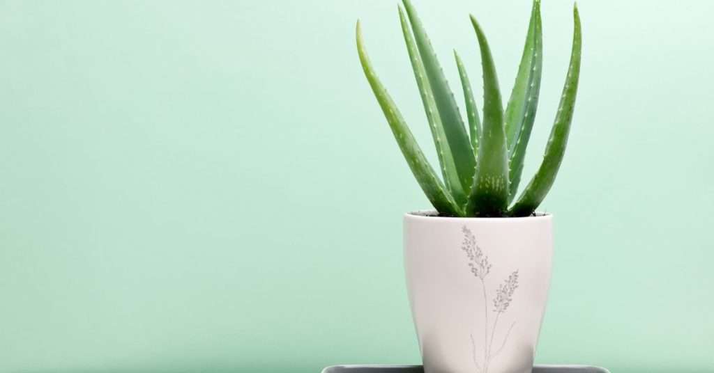 aloe vera