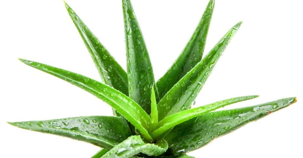feuille aloe vera
