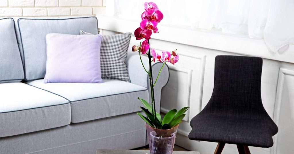 orchidée