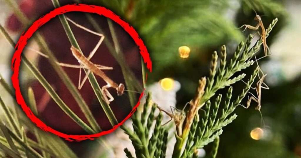 mantes religieuses sapin de noel