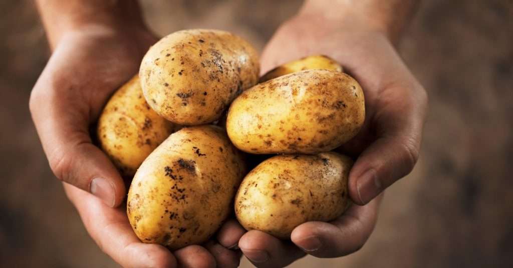pomme de terre