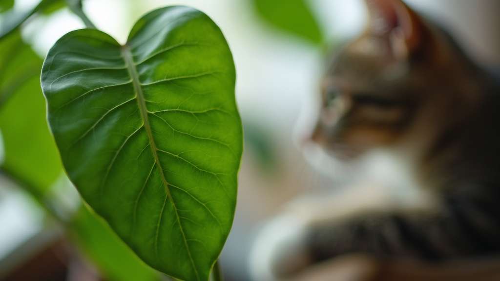 plante d'intérieur luxuriante et verte