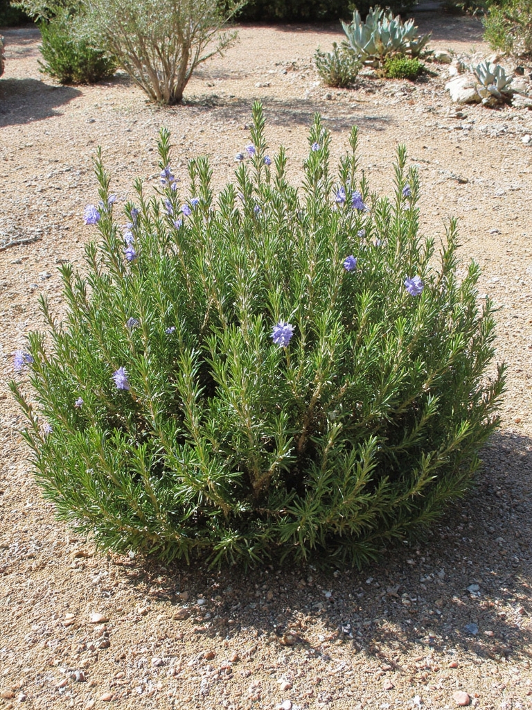 jardin d'herbes résistant à la sécheresse