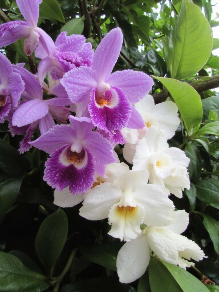 arrangements d'orchidées exotiques élégance