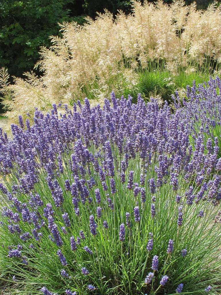 lavande et graminées ornementales