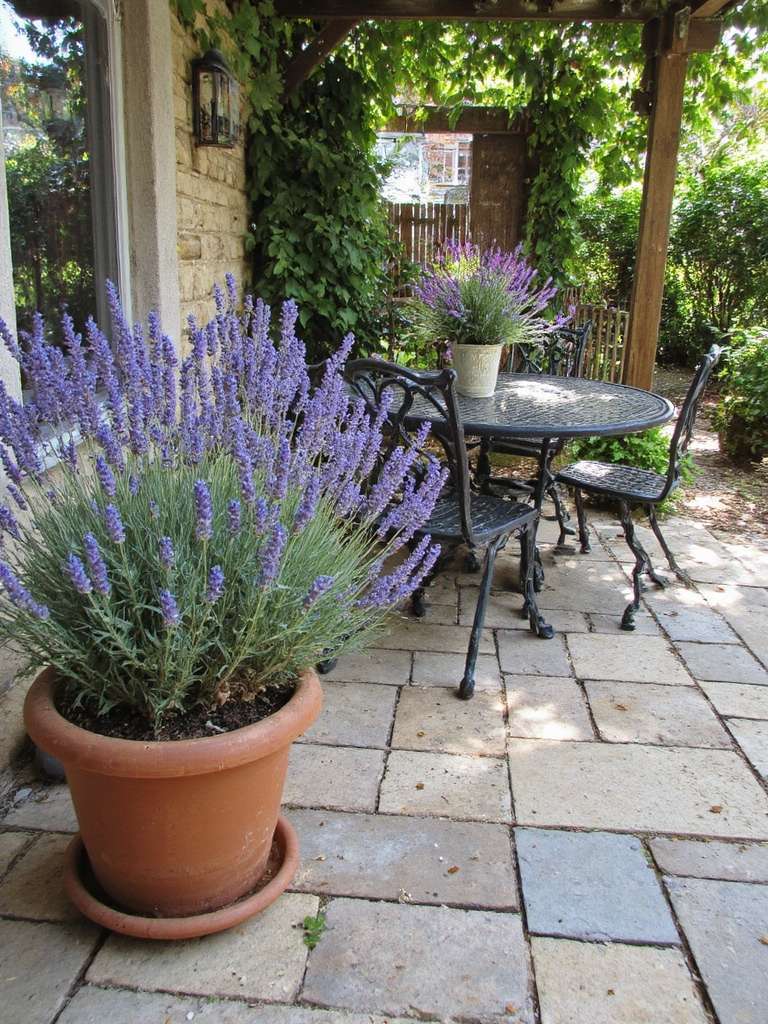 jardinières de lavande pour la tranquillité