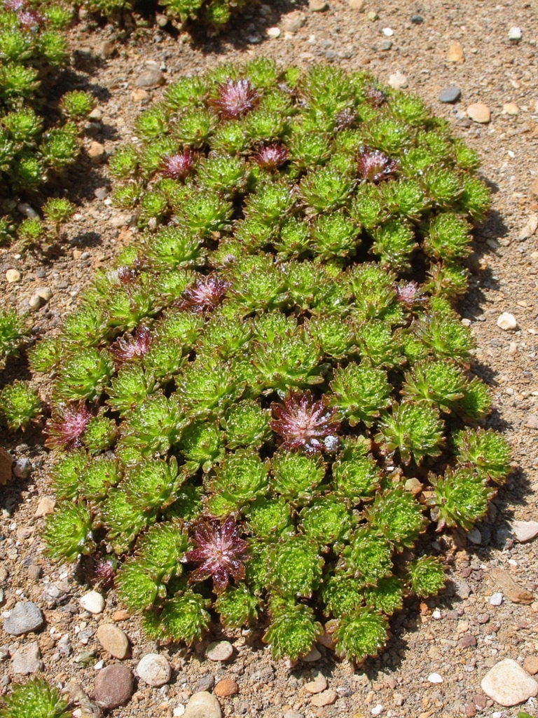 beauté résistante à la sécheresse et peu exigeante