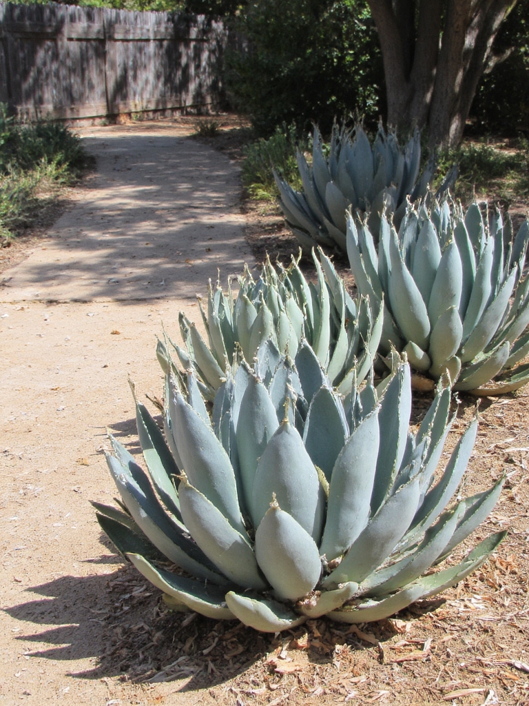 élégance de jardin facile à entretenir