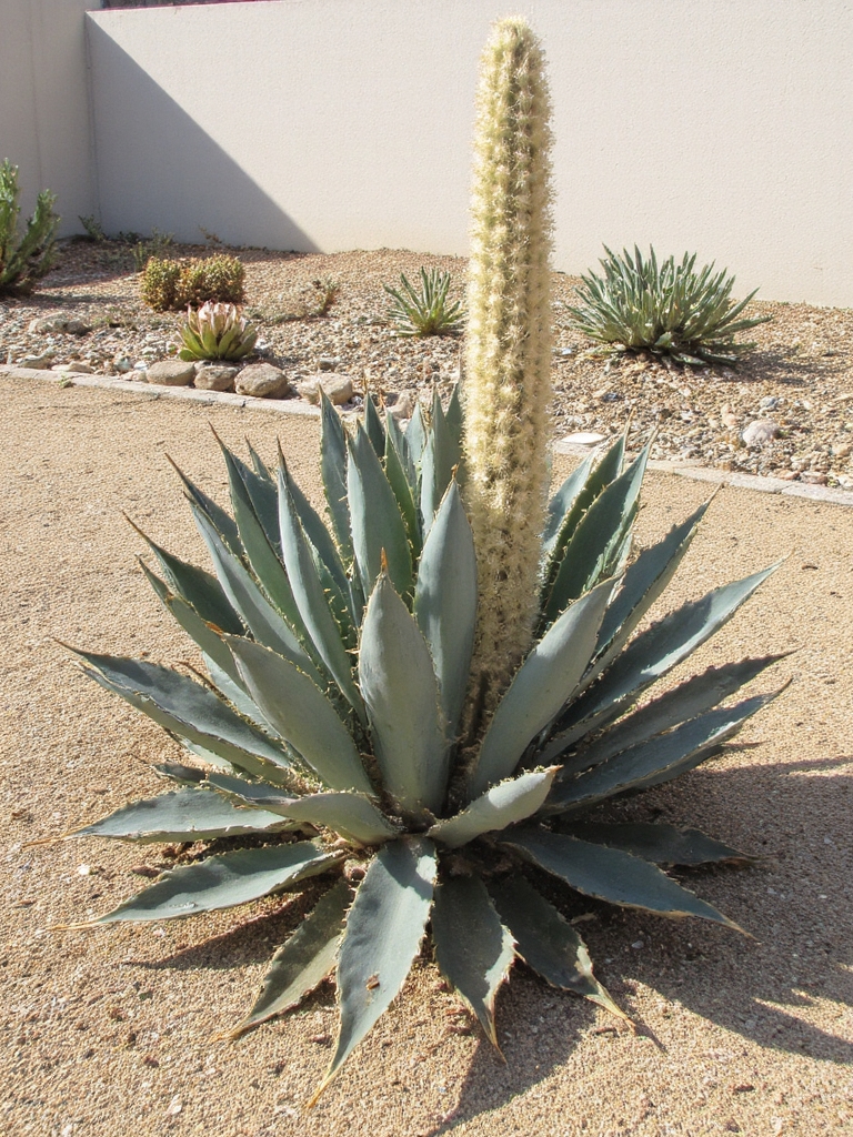 étoiles de jardin à faible entretien