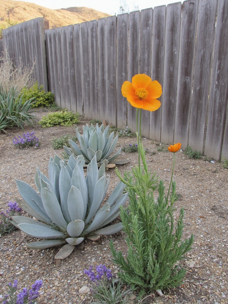 coquelicot de Californie amoureux du soleil beauté