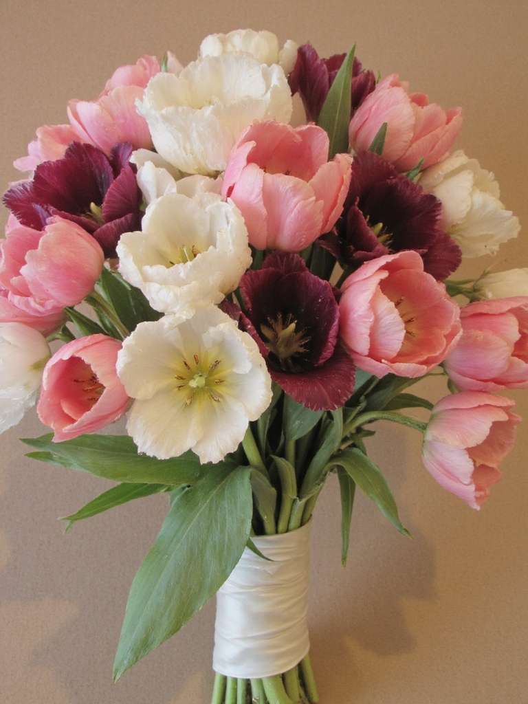 tulipes pastel élégantes intemporelles