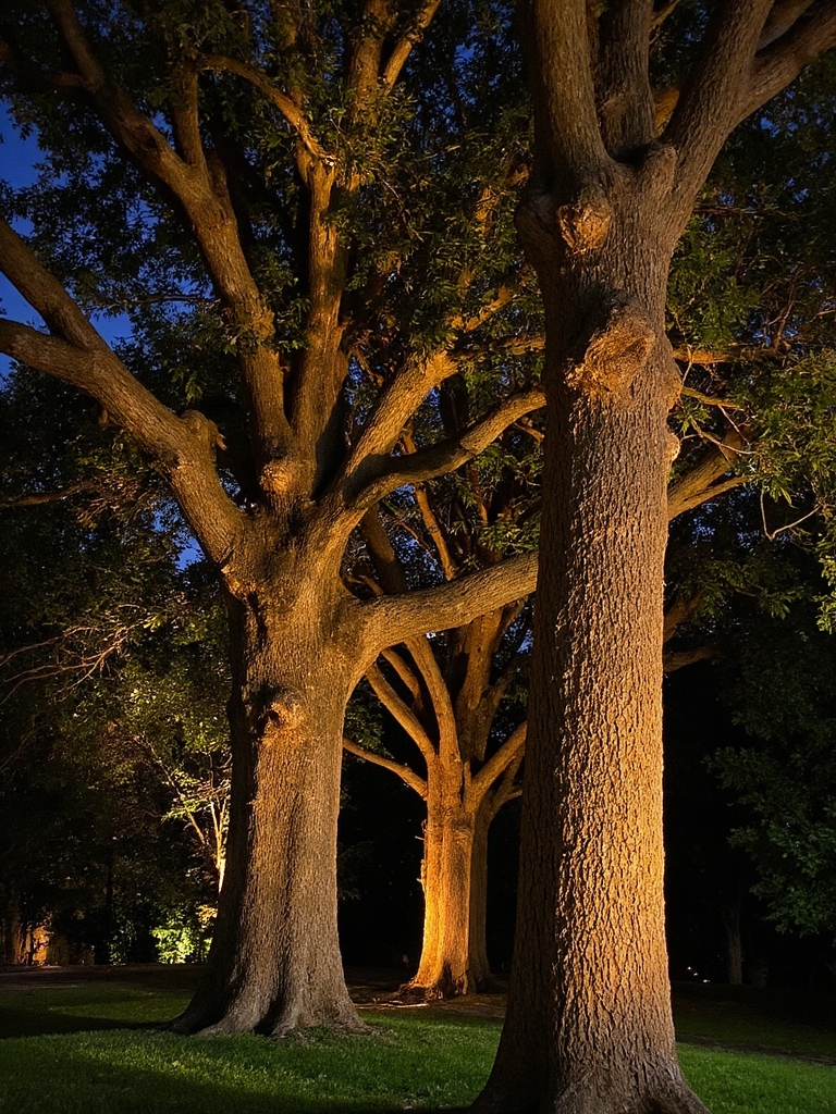 éclairage des arbres pour l'ambiance