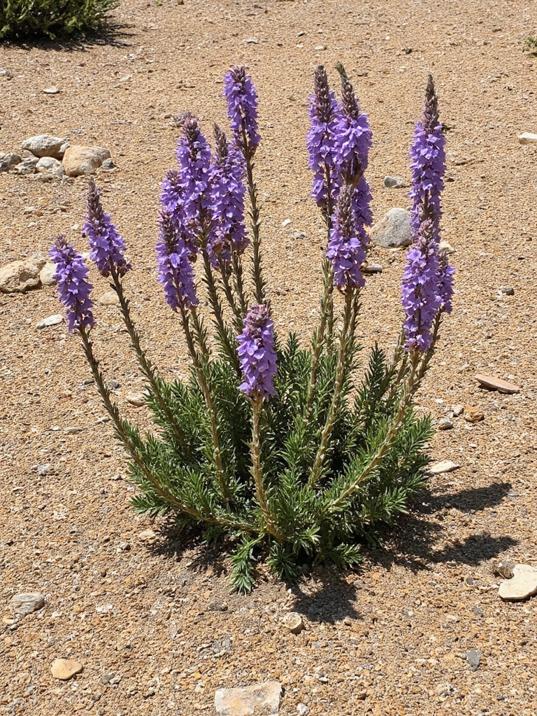 jardin vibrant résistant à la sécheresse et magnifique