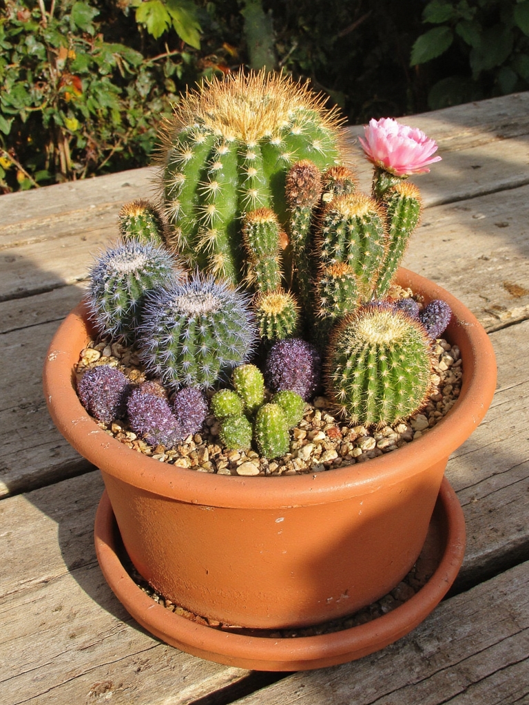 idées d'arrangement de cactus colorés