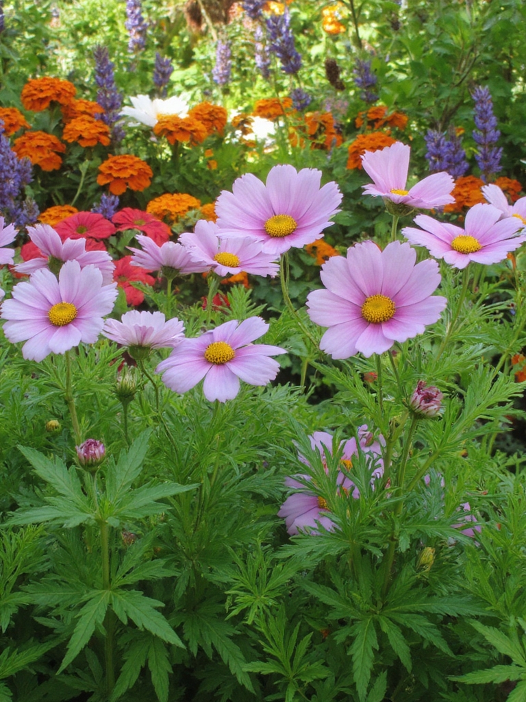 fleurs estivales colorées résistantes à la sécheresse
