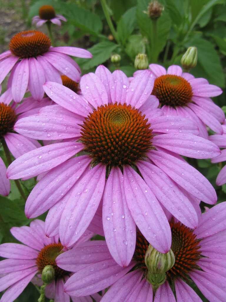 fleurs durables colorées et peu d'entretien
