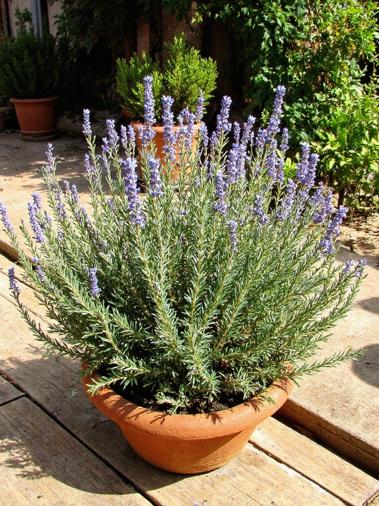 pots rustiques avec du romarin parfumé