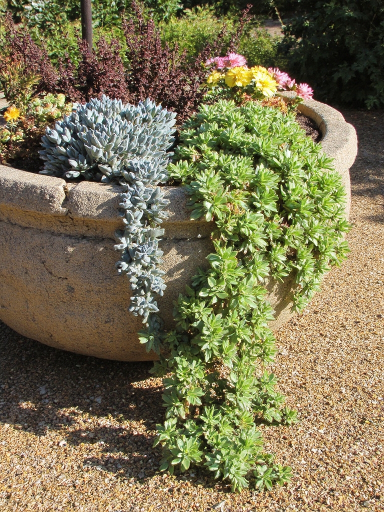 pot de succulentes autosuffisant