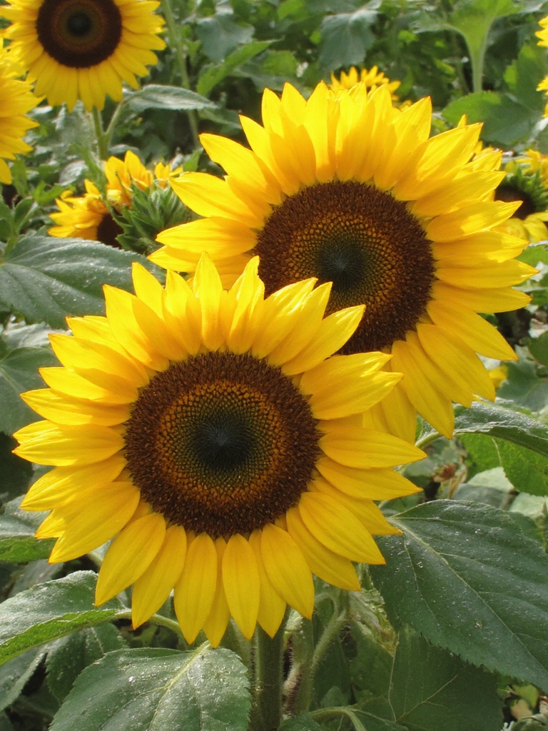 les grands tournesols apportent de la vitalité