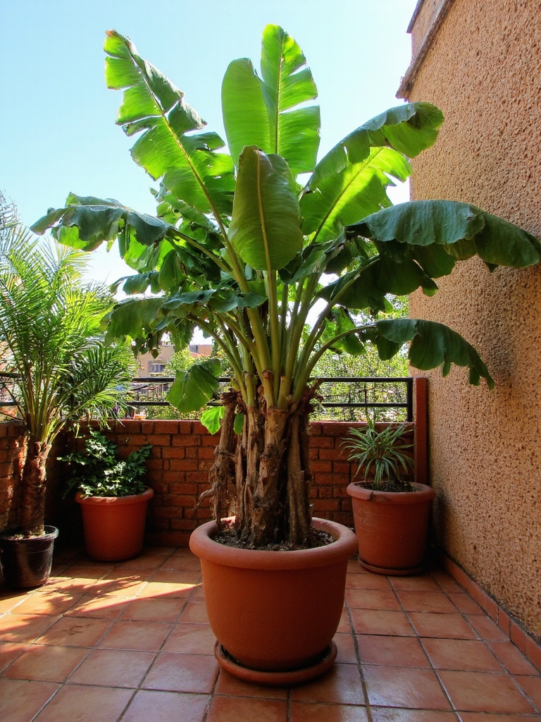 ambiance tropicale avec des bananes