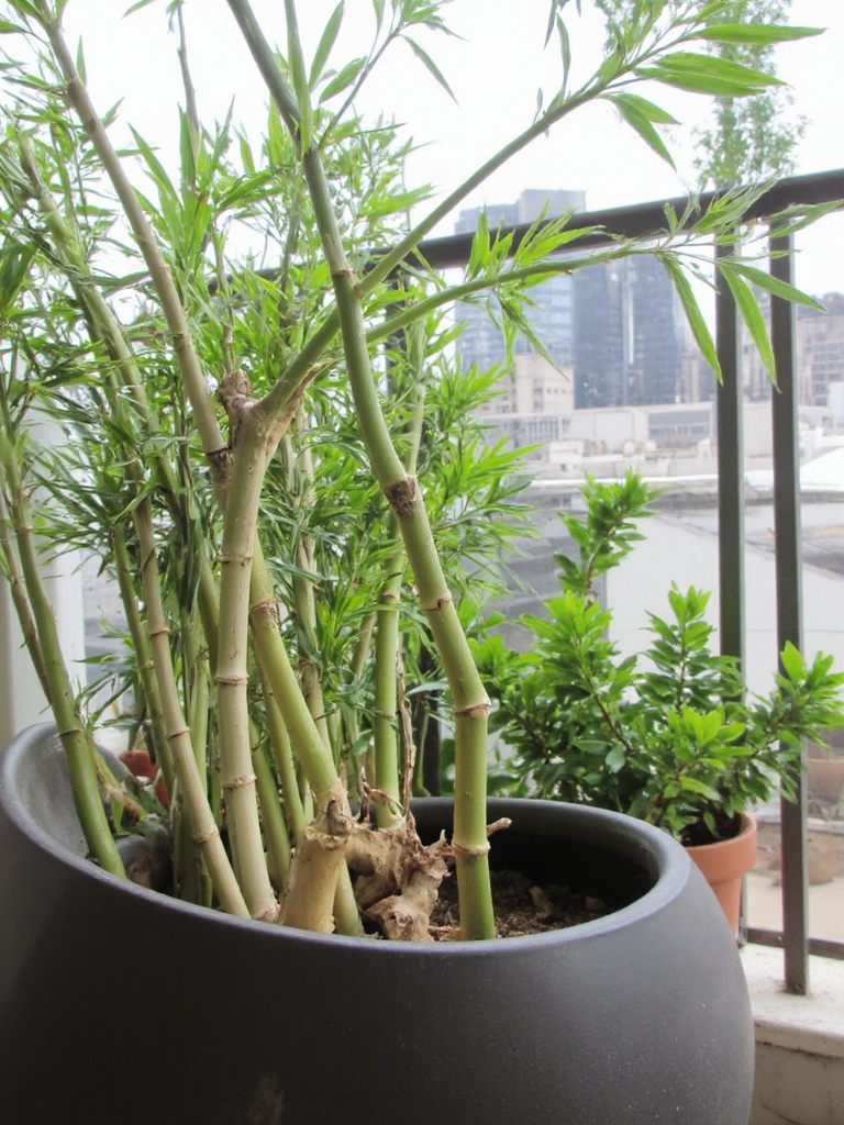 bambou tropical pour petits espaces