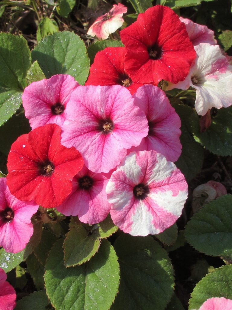 couleurs vives pour l'ombre