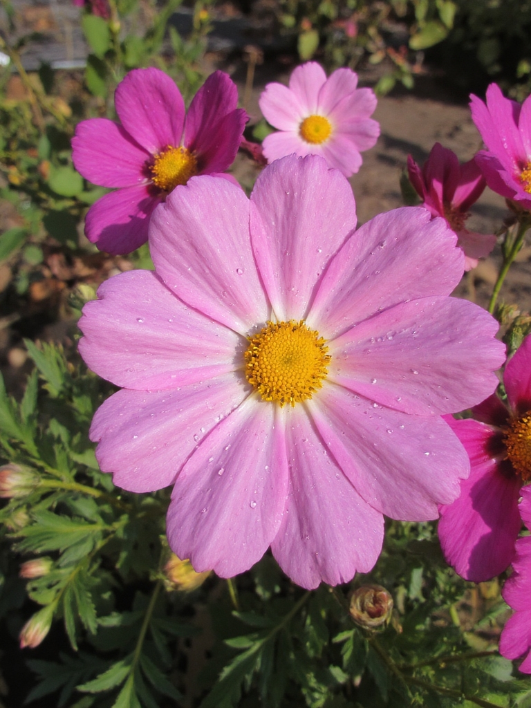 fleurs vibrantes faciles à entretenir qui fleurissent