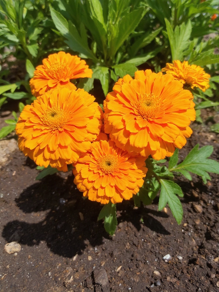 fleurs vibrantes pour les jardins