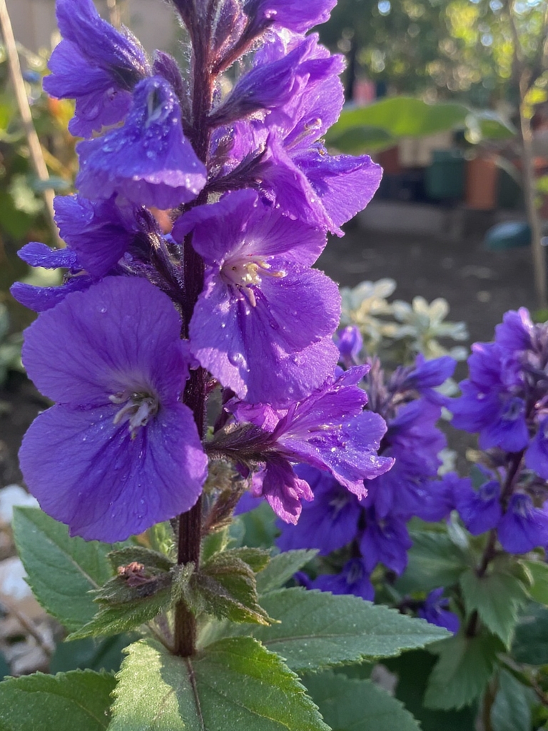 variétés de sauge vibrantes en fleurs