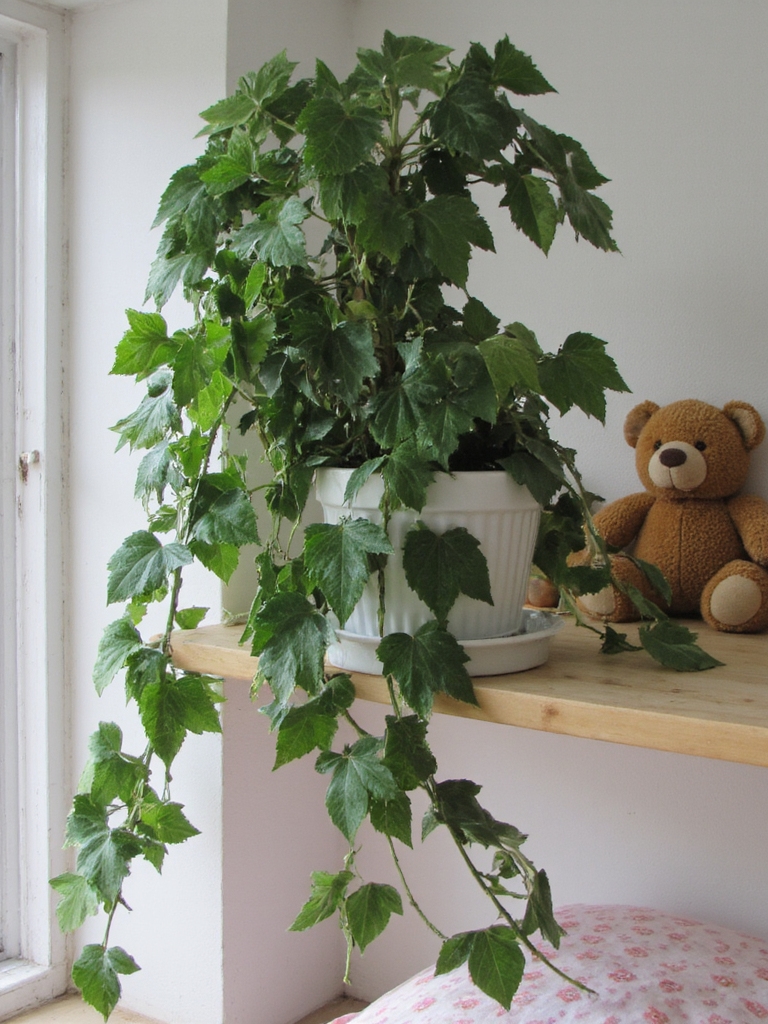 plante d'intérieur purificatrice d'air charmante