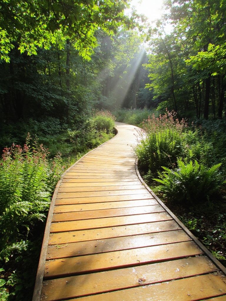 allée de jardin en bois élégante