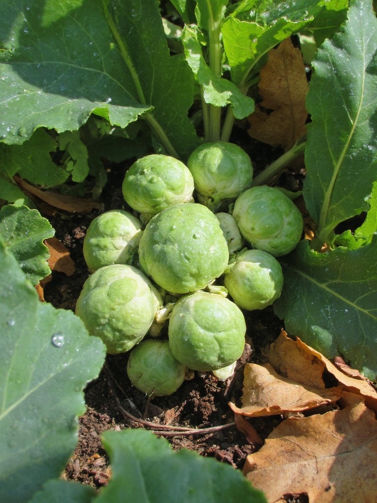 choux de Bruxelles délice d'automne