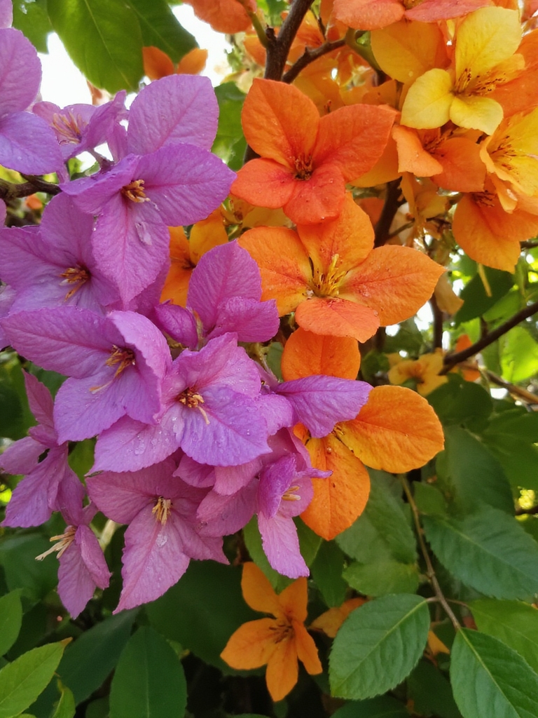 plante à fleurs colorée et résiliente