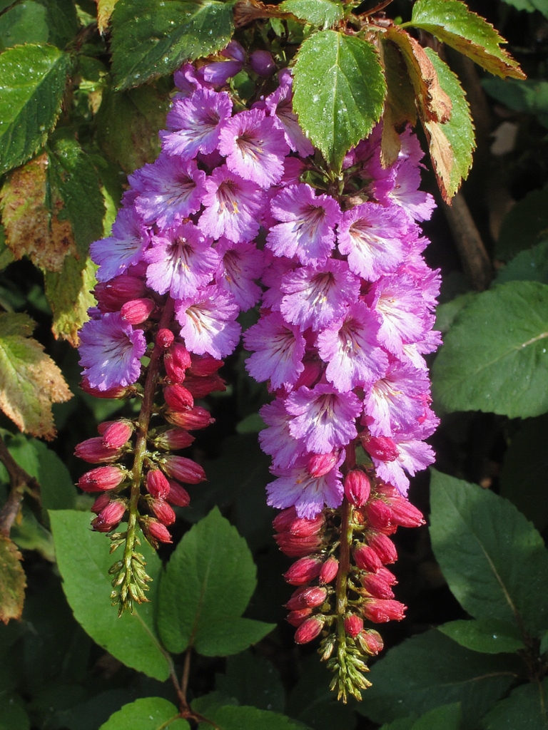plante hawaïenne colorée et résiliente